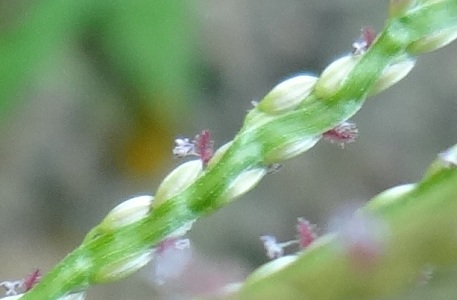 Digitaria longiflora — DSC02081 (12)