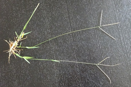 Digitaria longiflora — DSC05559 (15)