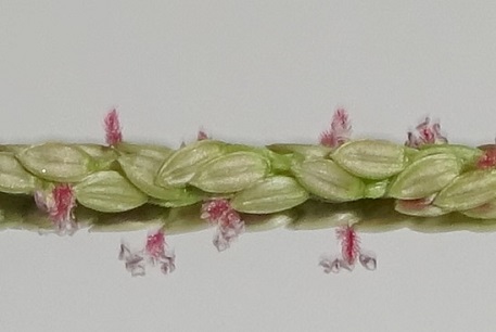Digitaria longiflora — DSC05566 (15)