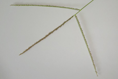 Digitaria longiflora — DSC05569 (15)