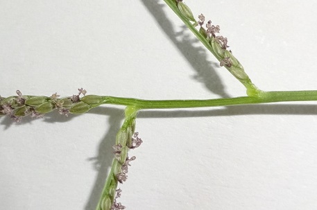 Digitaria longiflora — DSC05571 (15)