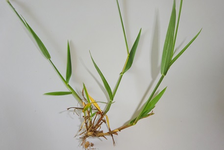 Digitaria longiflora — DSC05581 (15)