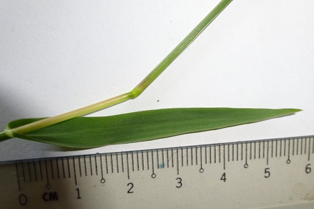 Digitaria longiflora — DSC05583 (15)