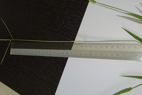 Digitaria longiflora — DSC05584 (15)