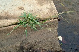 Digitaria longiflora — Pic