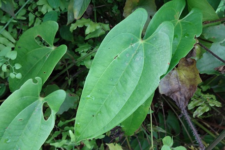 Dioscorea pyrifolia — DSC00896 (12)