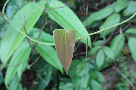 Dioscorea pyrifolia — DSC00897 (12)