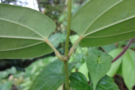 Dioscorea pyrifolia — DSC00900 (12)