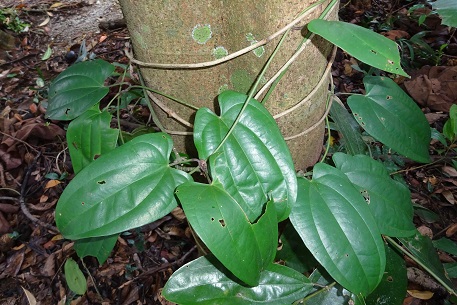 Dioscorea pyrifolia — DSC01859 (14)