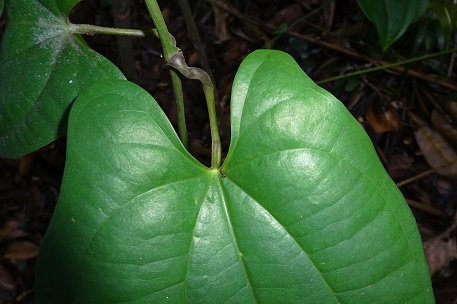 Dioscorea pyrifolia — DSC01863 (14)