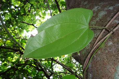Dioscorea pyrifolia — DSC01864 (14)