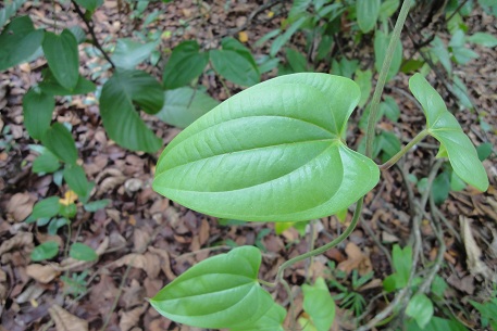 Dioscorea pyrifolia — DSC02197 (11)