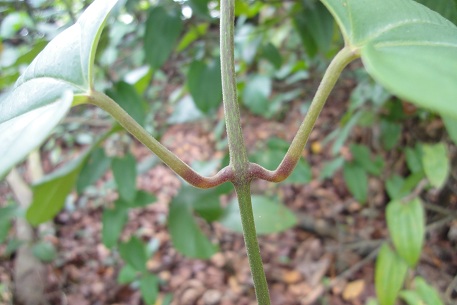 Dioscorea pyrifolia — DSC02198 (11)