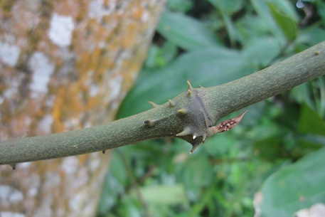 Dioscorea pyrifolia — DSC02207 (11)