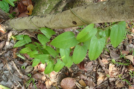 Dioscorea pyrifolia — DSC07620 (10)