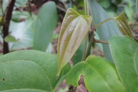 Dioscorea pyrifolia — DSC09572 (12)