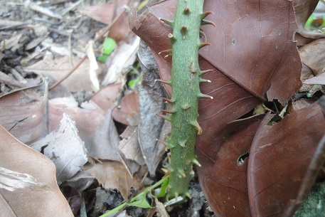 Dioscorea pyrifolia — DSC09578 (12)