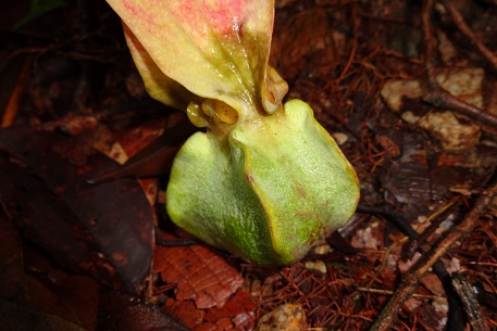 Dipterocarpus kunstleri — DSC07331 (13)