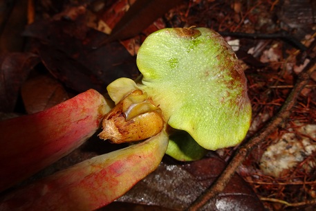 Dipterocarpus kunstleri — DSC07332 (13)