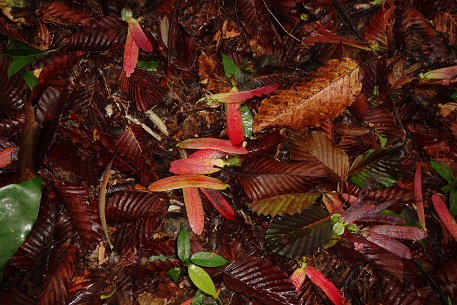 Dipterocarpus kunstleri — DSC07376 (13)