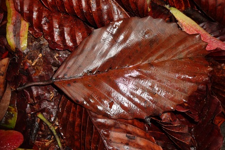 Dipterocarpus kunstleri — DSC07377 (13)