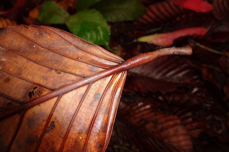 Dipterocarpus kunstleri — DSC07378 (13)