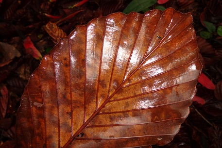 Dipterocarpus kunstleri — DSC07379 (13)