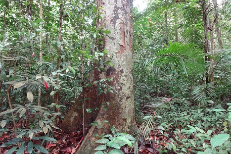 Dipterocarpus kunstleri — DSC07380 (13)