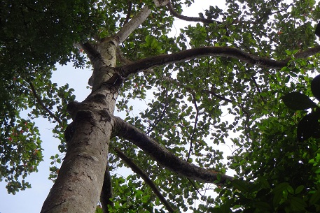 Dipterocarpus kunstleri — DSC07383 (13)