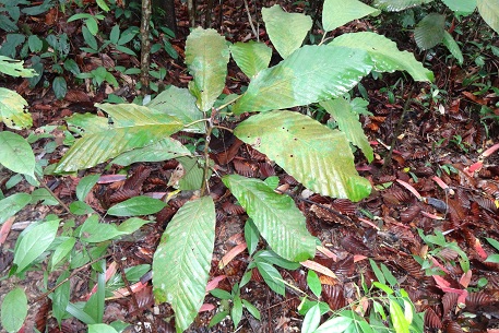 Dipterocarpus kunstleri — DSC07386 (13)