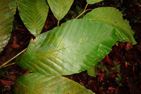 Dipterocarpus kunstleri — DSC07387 (13)
