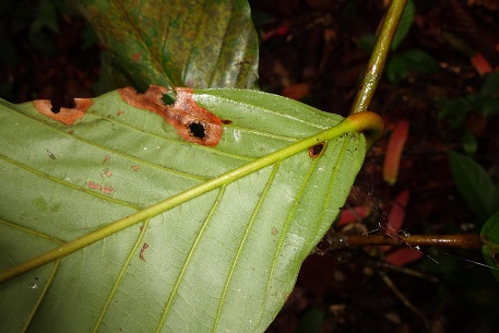 Dipterocarpus kunstleri — DSC07388 (13)