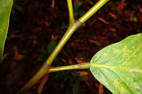Dipterocarpus kunstleri — DSC07391 (13)