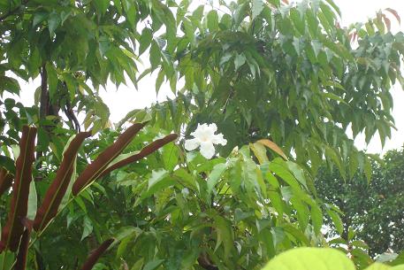 DSC00253 (09)