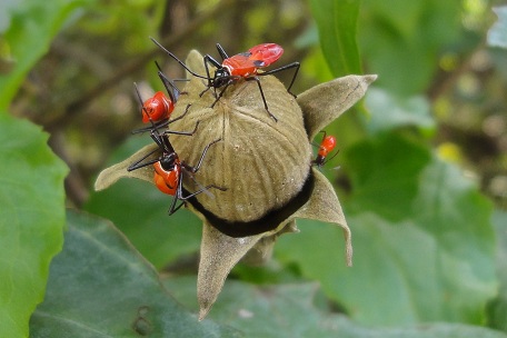 Dysdercus decussatus — DSC04118 (11)