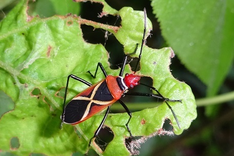 Dysdercus decussatus — DSC05190 (14)