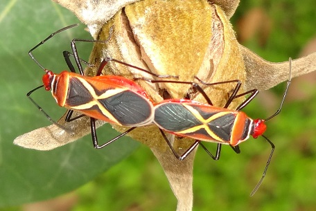 Dysdercus decussatus — DSC06467 (13)