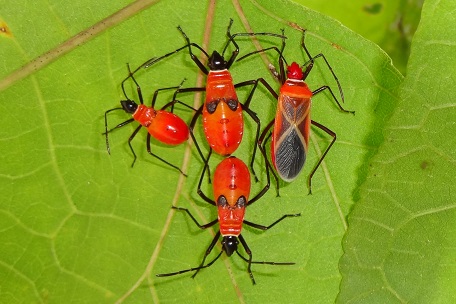 Dysdercus decussatus — DSC06471 (13)