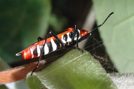 Dysdercus decussatus — DSC07901 (14)