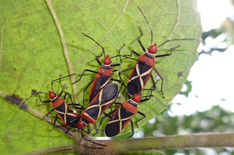 Dysdercus decussatus — DSC08778 (14)