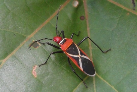 Dysdercus decussatus — DSC09223 (12)