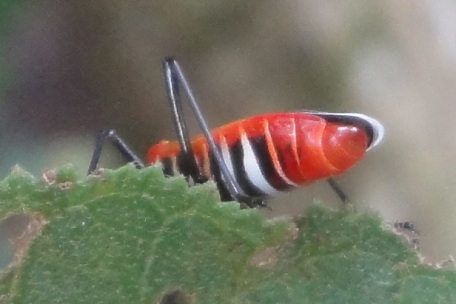 Dysdercus decussatus — DSC09226 (12)