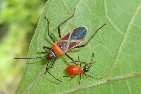 Dysdercus decussatus — DSC09842 (12)