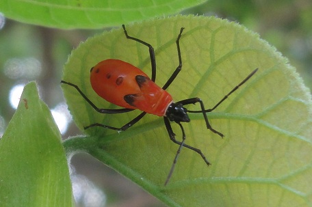 Dysdercus decussatus — DSC09845 (12)