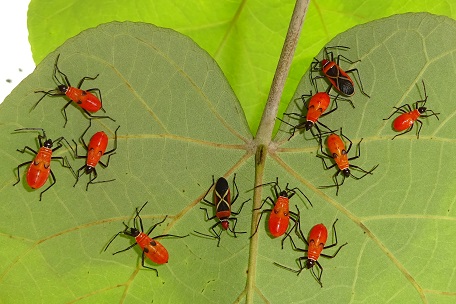 Dysdercus decussatus — DSC09906 (14)
