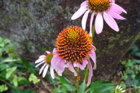 Echinacea purpurea — DSC01770 (12)