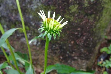 Echinacea purpurea — DSC01775 (12)