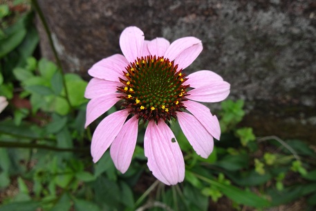 Echinacea purpurea — DSC01853 (12)