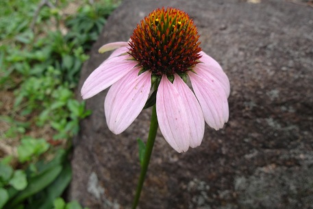 Echinacea purpurea — DSC01854 (12)