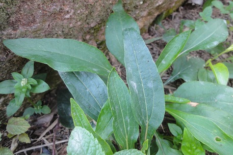 Echinacea purpurea — DSC09446 (12)